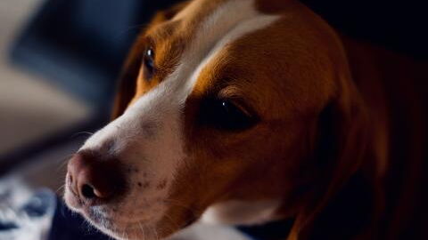 UK records first case of human-to-dog COVID transmission