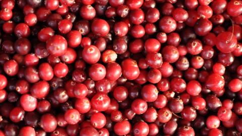 5 health benefits of eating cranberries daily