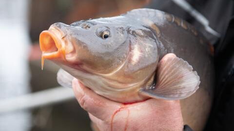 Covid-19: China is testing live fish for Covid-19 as cases spread