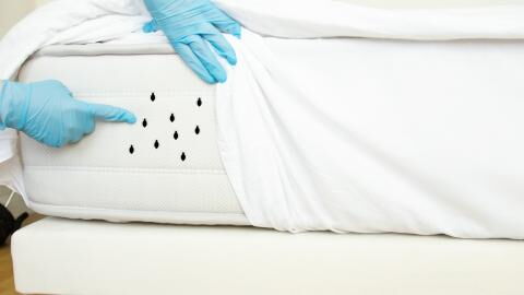 Paris Bed Bugs: This is how you properly check your bed for bed bugs