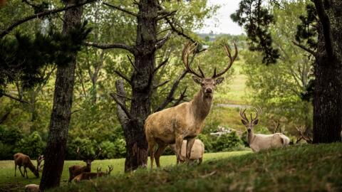 A 'zombie deer disease' that is spreading in the US has experts worried, here's what we know