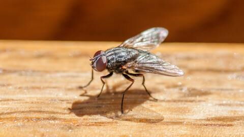 Get rid of flies and mosquitoes in a snap with these household items
