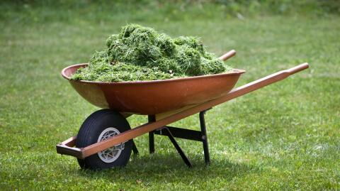 This is why you Shouldn't Throw Away Your Grass Clippings