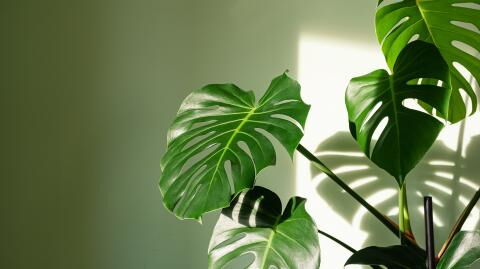 These Lidl items will help you brighten up your lockdown... and your room!