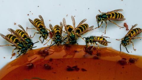 Here are 4 ways to keep wasps away from your home this summer