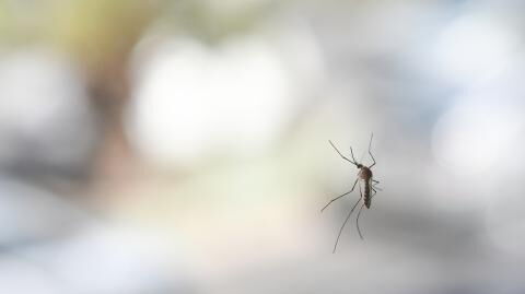Here's how to prevent mosquitoes from getting inside your home during summer