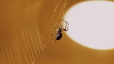 The terrifying reason why you should never flush spiders down your toilet