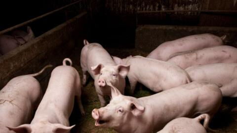 Could the New Swine Flu Discovered in China Affect Humans As Well?