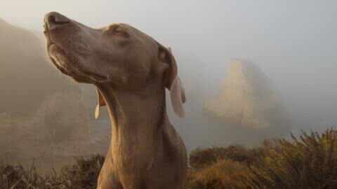 COVID-sniffing dogs found to be more accurate than lateral flow tests