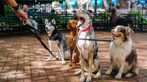 England will finally be criminalizing pet abduction