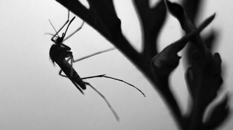 West Nile virus: Mosquito season has lead to the rise of this serious disease