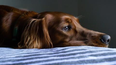 COVID-19: Alpha variant can cause serious heart problems in pets