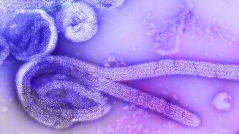 There has been a new outbreak of this deadly infectious disease