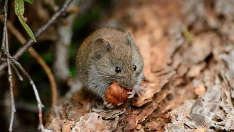 New virus discovered in rodents in Europe, should we be worried?