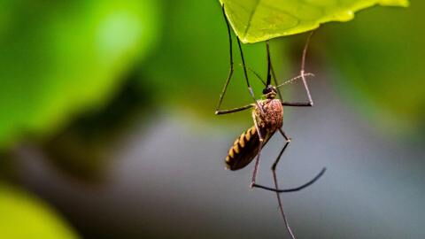 West Nile virus: What is the mosquito-borne disease and should we be worried?