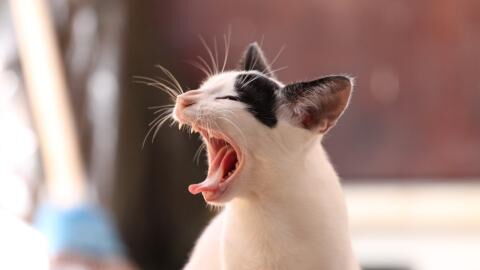 What does catnip really do to cats? Here's what you need to know