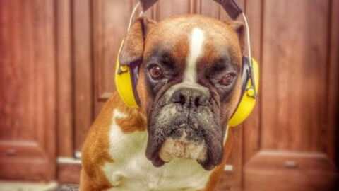 Good News For Pet Lovers: You Can Now Create A Playlist For Your Pet On Spotify
