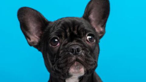 This French Bulldog Puppy Getting A Bath For The First Time Is Guaranteed To Make Your Day