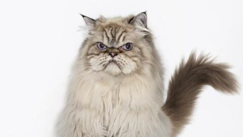 4 Things You Should Never Do To Your Cat