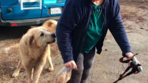This Dog Had Been Left Behind In the California Fires, Where They Found Her Left Them Speechless