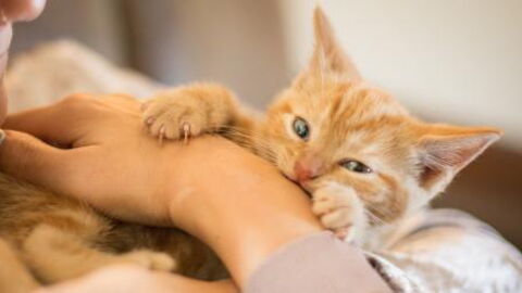 Five reasons your cat bites you