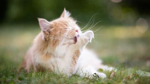 After Losing All Her Kittens, This Cat Did Something Absolutely Remarkable