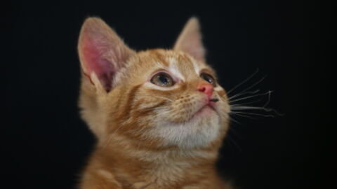 He Rescued This Kitten and Took it Home, but the Kitten Could Have Never Expected This