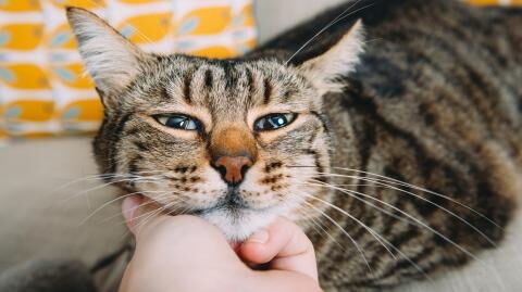 Study shows that lockdown has made cats friendlier towards their owners