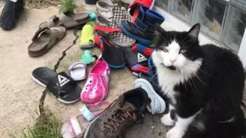 Owner shocked to discover her klepto cat had stolen hundreds of shoes