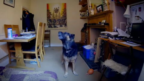 After seeing this video, she vowed never to leave her dog home alone again