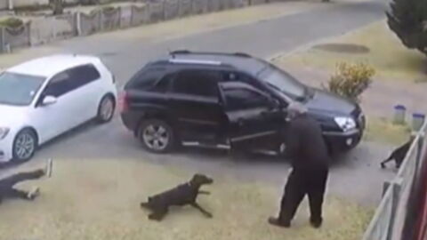 This man was moments away from death before his dog jumped in to save him