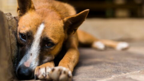 After coming across a stray dog, this man completes a selfless act of kindness