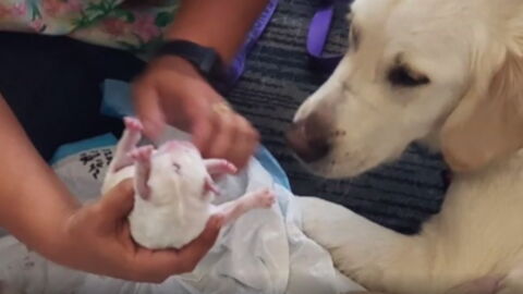 The heartwarming moment this service dog gave birth in a busy airport (VIDEO)