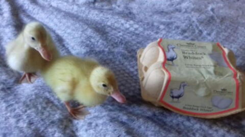One woman has hatched three ducklings from eggs she bought at Waitrose