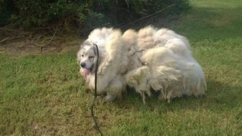 They found this abandoned dog with something horrifying in his fur