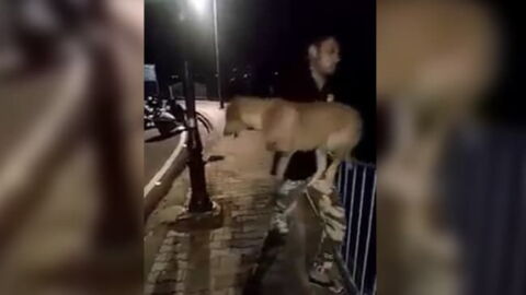 Man in India throws dog over bridge sparking public outcry