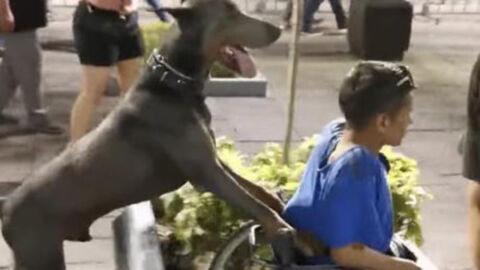 Internet users are in love with this dog after he pushed his owner's wheelchair through a festival