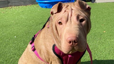 Charity left fuming after dog was left abandoned after giving birth