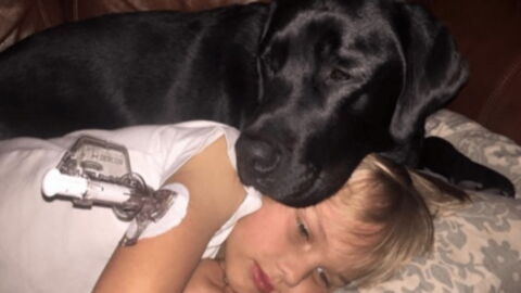 This Incredibly Heroic Dog Saved A Little Boy's Life