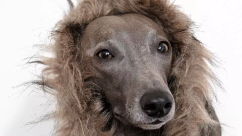 As part of their new pet range Aldi is selling the most adorable dog parkas