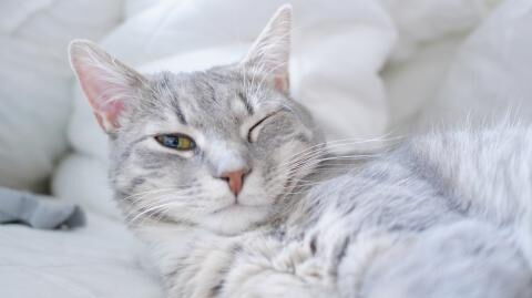 Study shows you can communicate with cats by blinking