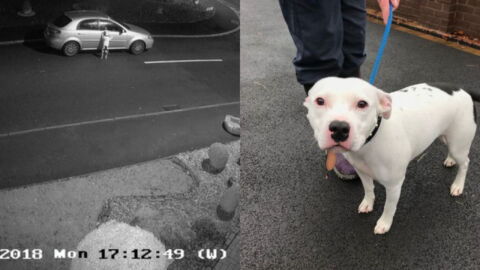 CCTV captures the heart-wrenching moment of a dog being abandoned on the side of the road