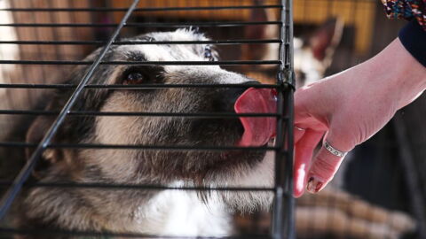 This is the beautiful reason why one woman was curled up in a tiny cage