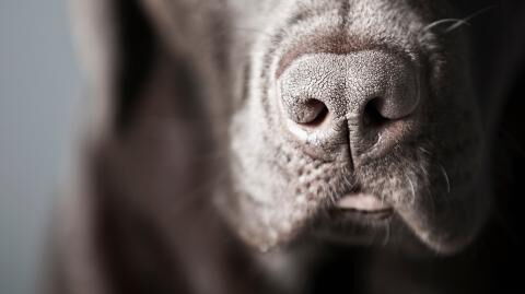 Coronavirus: could dogs detect COVID-19?