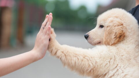 The Best Way To Accurately Calculate Your Dog’s Age At Home