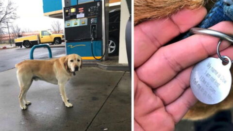 This dog was found wandering around with a hilarious message on his collar