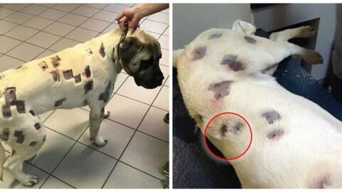 After being shot with a paintball 50 times, this dog made a miraculous ...