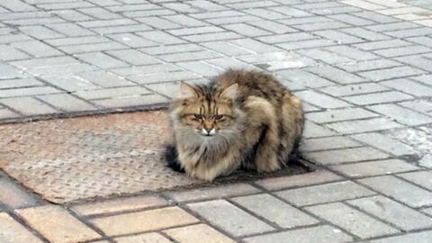 This cat sat on the same drain cover every day for a year for the most tragic reason