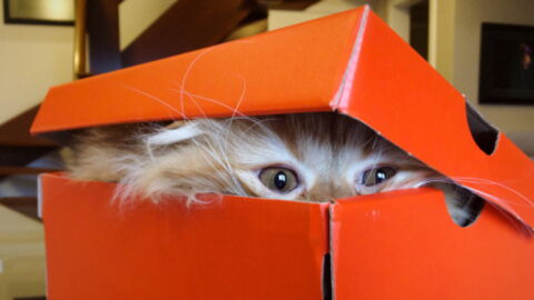 This Is Why Cats Love To Put Themselves In Boxes