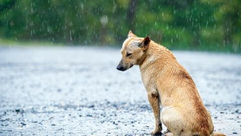 This man got more than he bargained for when he abandoned his dog on the side of the road